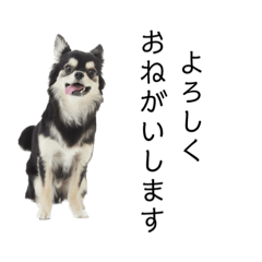 fukukawaii