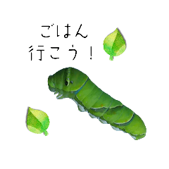 猫のアカ。ときどきぶぅこと虫。