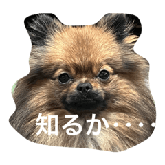 コピコピこぴ