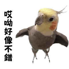 Cockatiels_daily_6