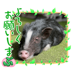 マイクロミニブタのモツだブー