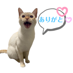 My cat Latte_20231119165009