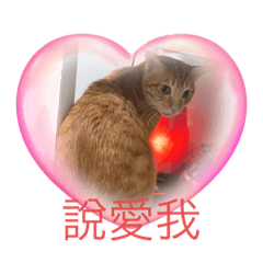 我們這一貓貓貓貓貓貓貓