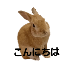 Rabbit sasuke  greeting