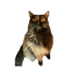 tanuki_20231119231700