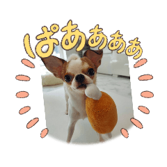 Junjun chihuahua