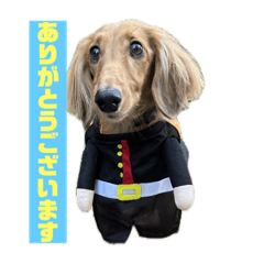 Miniature dachshund Karin-chan