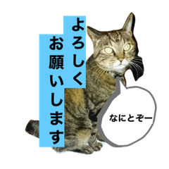 NAO_20231120203105