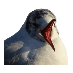 Reacting Birds  No Dialogue