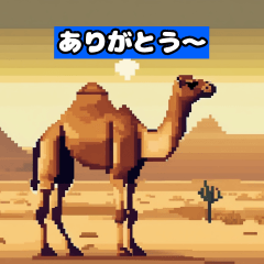 Camel Adventures