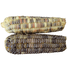 食物系列 : 一些玉米 #12
