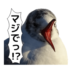 Reacting Birds(Revised)
