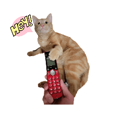 Bagel the Cat 2