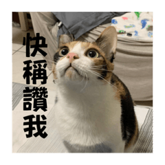 身價六千