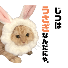raracat_20231121060242