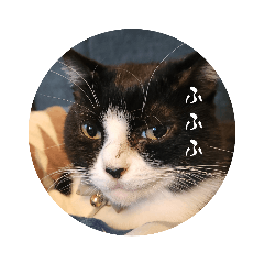 sakura_20231121082304