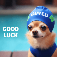 Chihuahua in a swimming hat