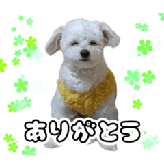 Otokomae Dog Ken 3