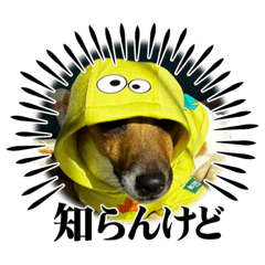 Jack russell terrier lover 2