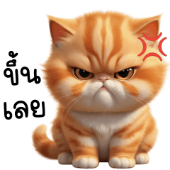 Orange Cat Tuateung