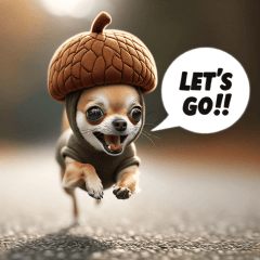 Chihuahua in an acorn hat