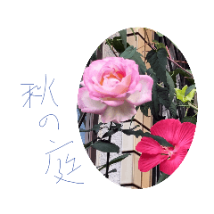 sakura_20231122115521