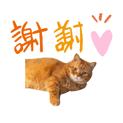 橘貓回應1