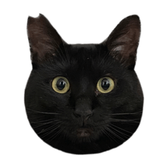 Natsumi_20231123045913