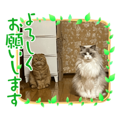Heine_20231123184848