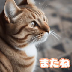 Cute Cat Stickers111