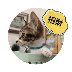 貓來福_4歡迎認養