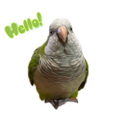 Just parrot 2