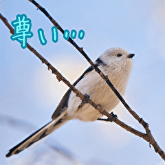 Long-tailed tit and Hokkaido wild life
