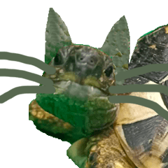 your favorite little turtle only for you