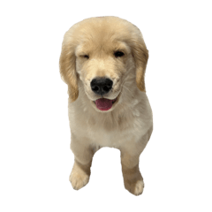 Bagel :D