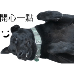 DdOoGg狗狗狗