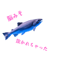 kawakichi_20231125144508