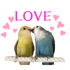 sakura_20231126111758