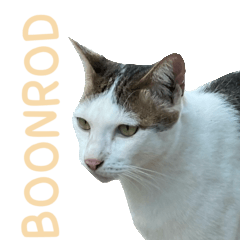 BOONROD IS MY CAT