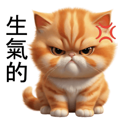 Orange Cat Tuateung (TWN)
