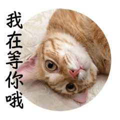 豆皮 麻將篇