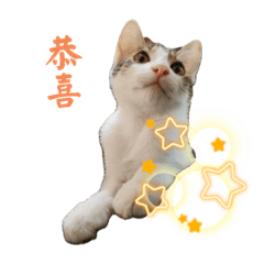 圓仔小日常