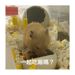 薯餅貼