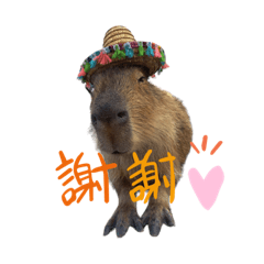 Mexican Capybara