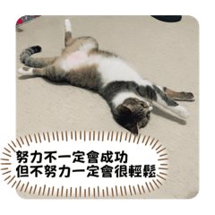 廢貓努力掙錢去X貳