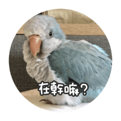 Yuan の臭鳥們♡2