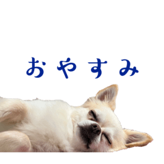 sakura_20231126210227