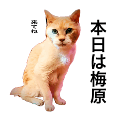 大井新地の猫