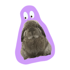 Gizmo the grumpy rabbit