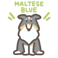 Love Shelties -Maltese Blue